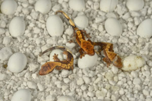 Crested Geckos Hatchling on HatchRite™